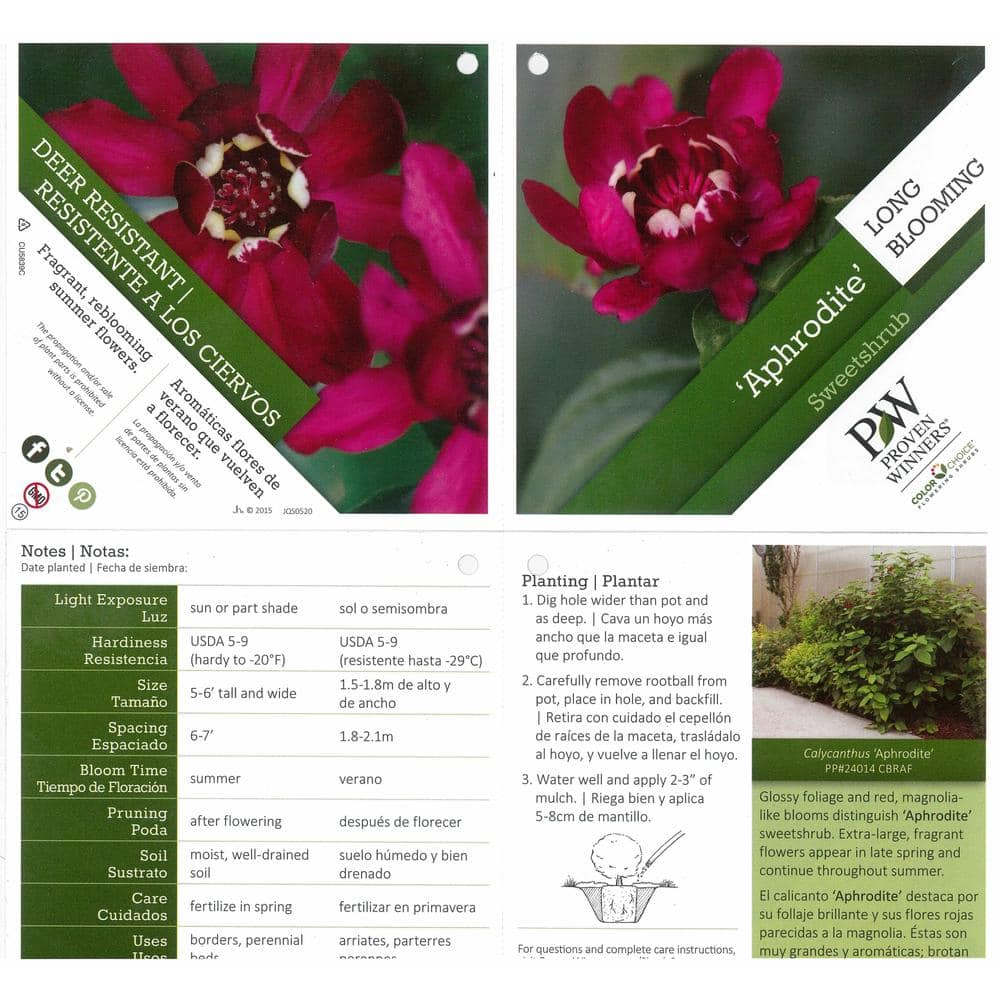 1 Gal. Aphrodite Allspice Sweetshrub (Calycanthus) Live Shrub, Red Flowers - Hercitys