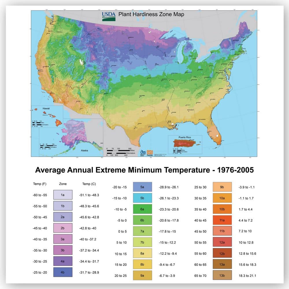 1 Gal. Japanese Boxwood Shrub Plant - Hercitys