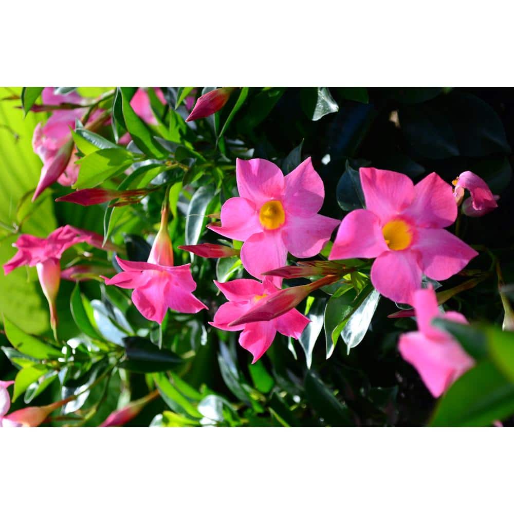 1.5 Pint Dipladenia Flowering Annual Shrub with Pink Flowers (4-Pack) - Hercitys