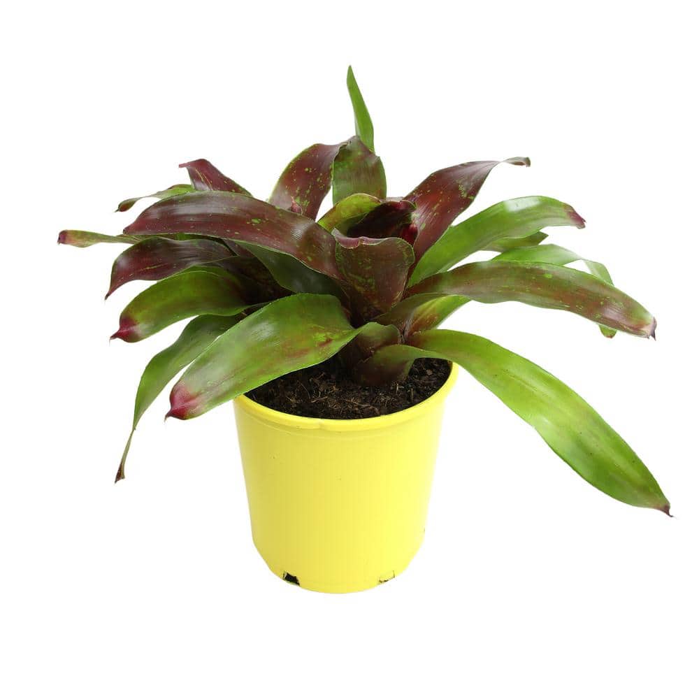 4 qt. Bromeliad Neoregelia Gazpacho Tropical Perennial Outdoor Plant with Bright Red and Green Foliage in Grower Pot - Hercitys