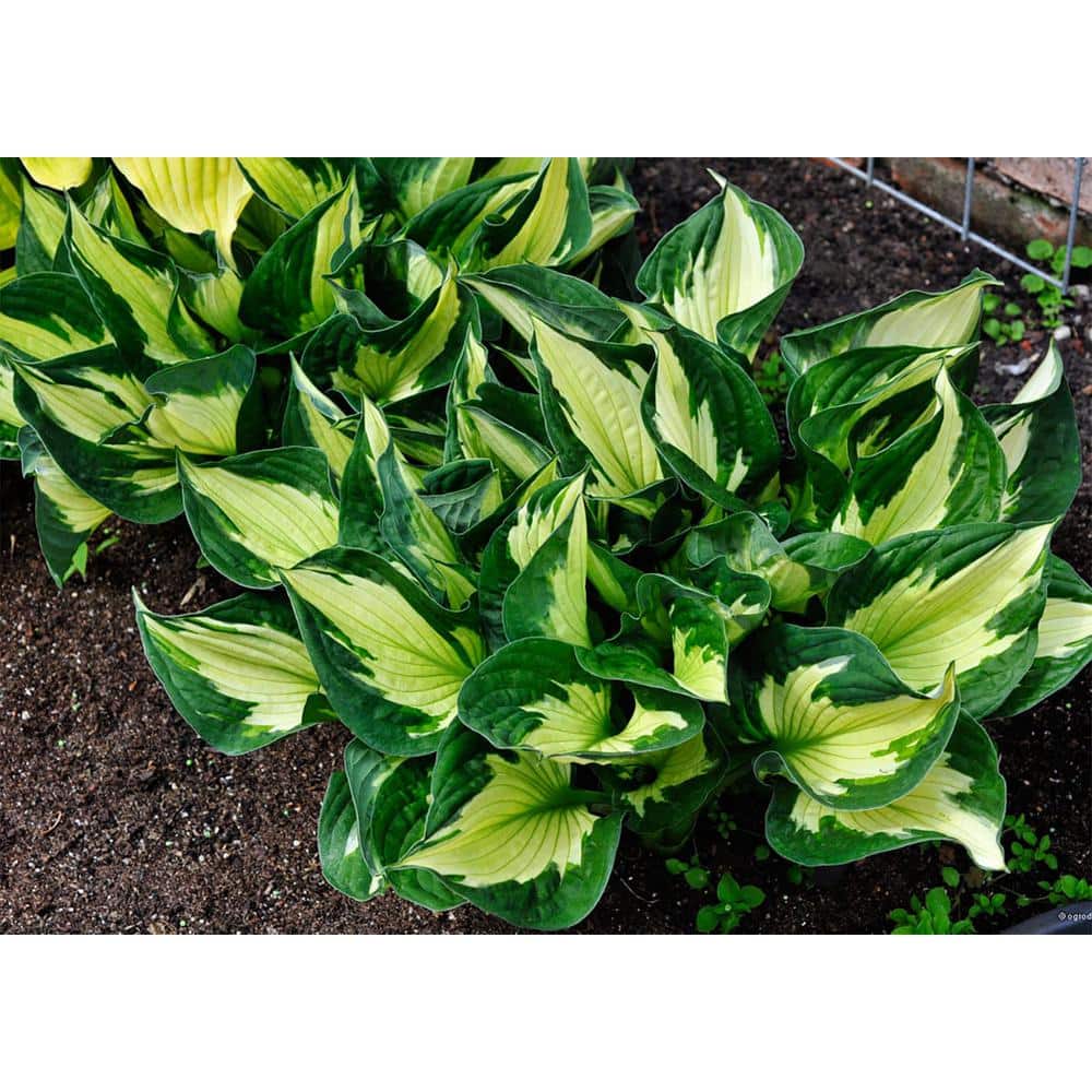1.0 qt. Perennial Hosta Yellow Variegated (4-Pack) - Hercitys
