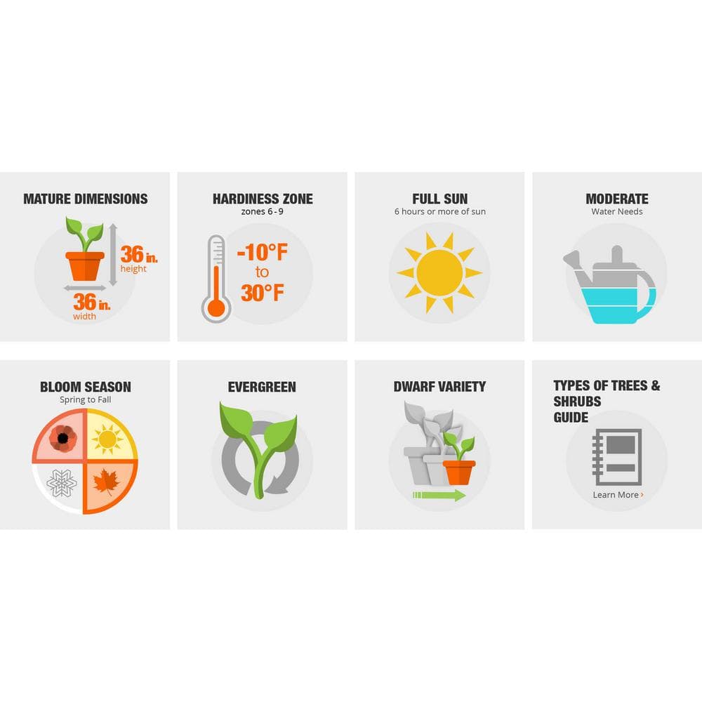 1 Gal. Autumn Fire Shrub with True Red Reblooming Flowers - Hercitys