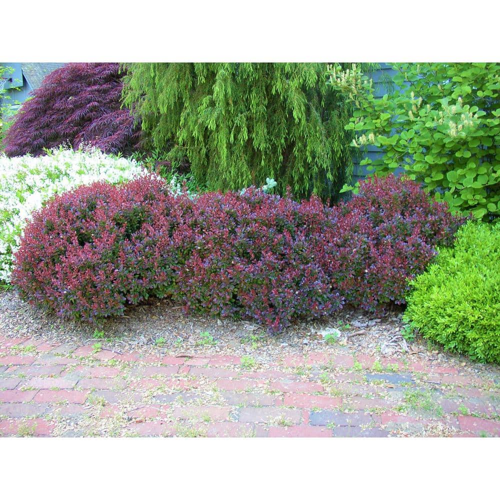 1 Gal. Crimson Pygmy Dwarf Japanese Barberry Shrub Rich Purple Foliage, Compact Growth, Beautiful Red Berries - Hercitys
