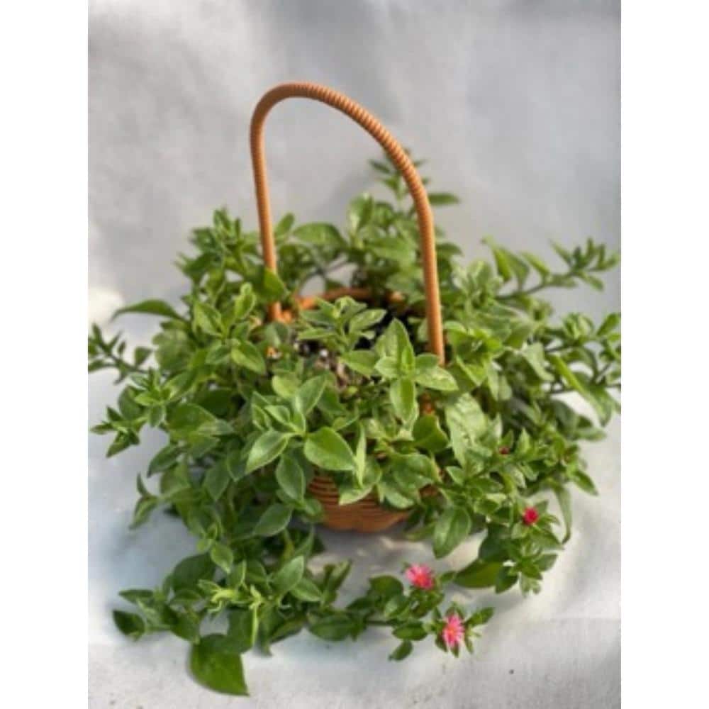 3-Piece Live Rooted Spreading Plant Mesembryanthemum Cordifolium, Aptenia Red Apple - Hercitys