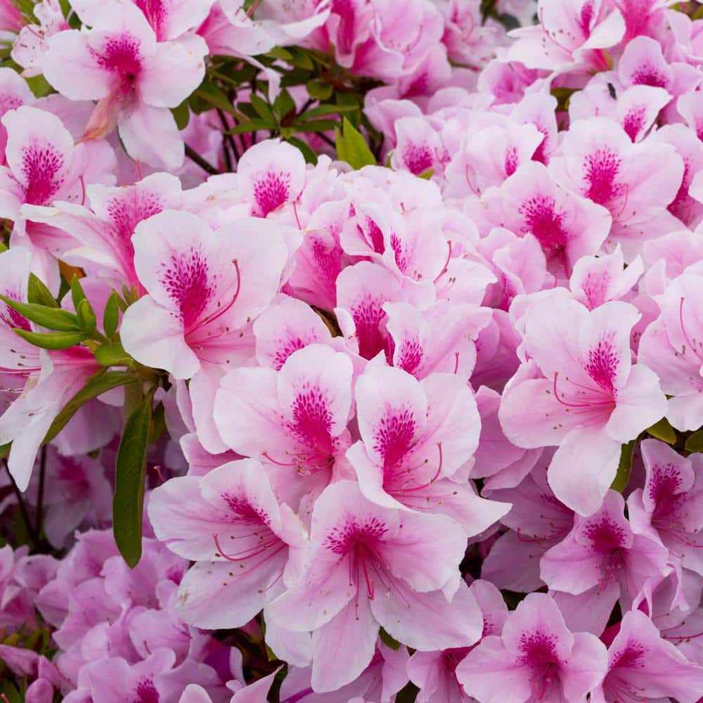 2.25 Gal. Azalea Formosa Flowering Shrub with Purple Blooms - Hercitys