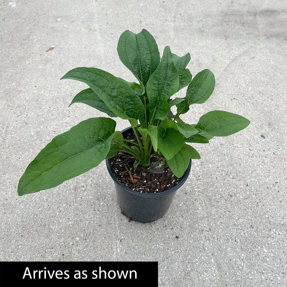 1 Gal. Pot, Purple Flowering Coneflower Perennial Plant (1-Pack) - Hercitys