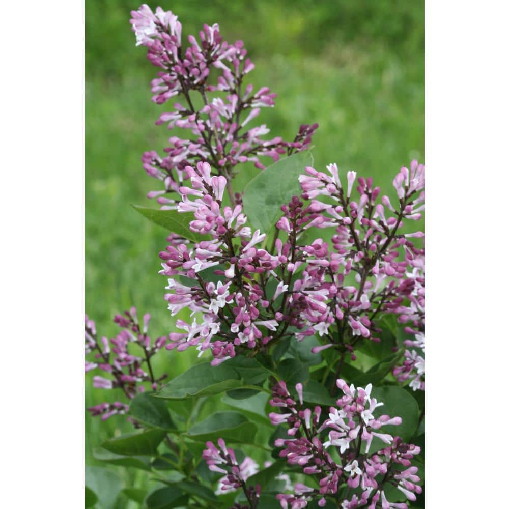 1 Gal. Baby Kim Lilac (Syringa) Live Plant, Purple Flowers - Hercitys