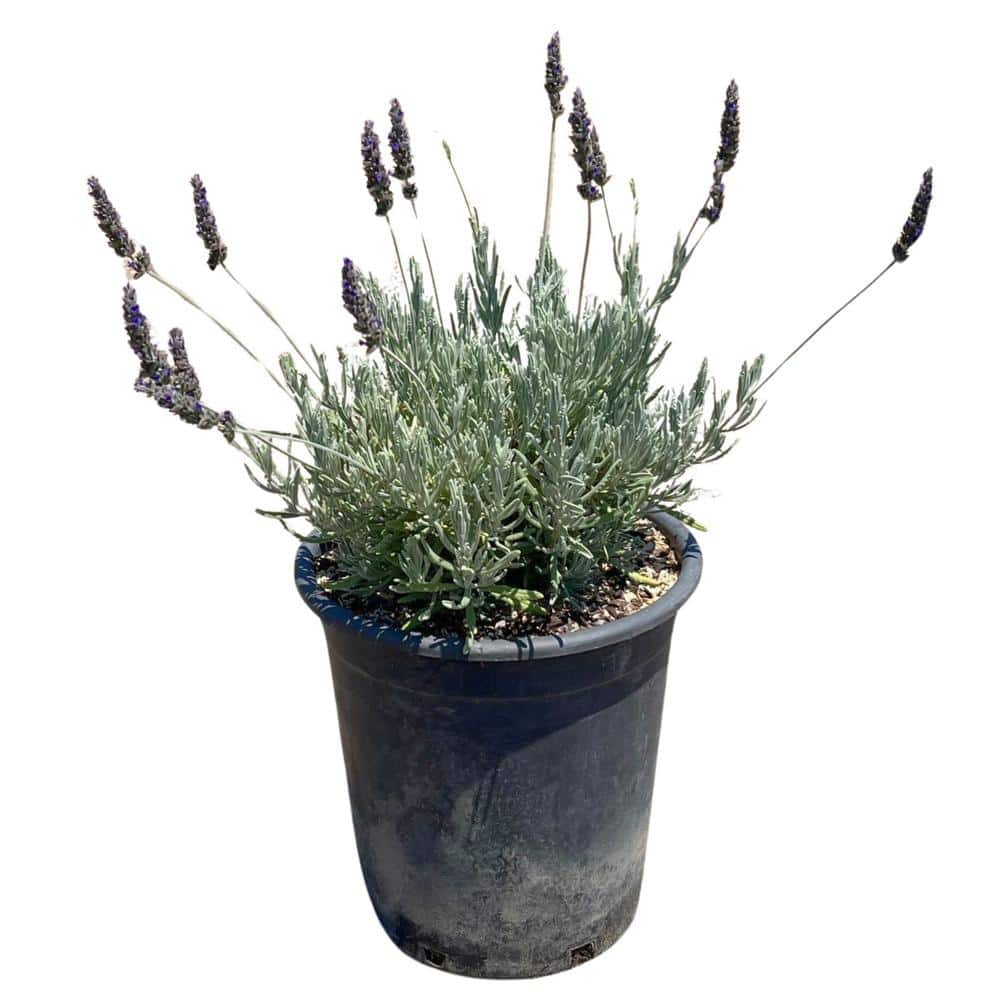 #5 container ‘Goodwin Creek’ Grey French Lavender Plant - Hercitys