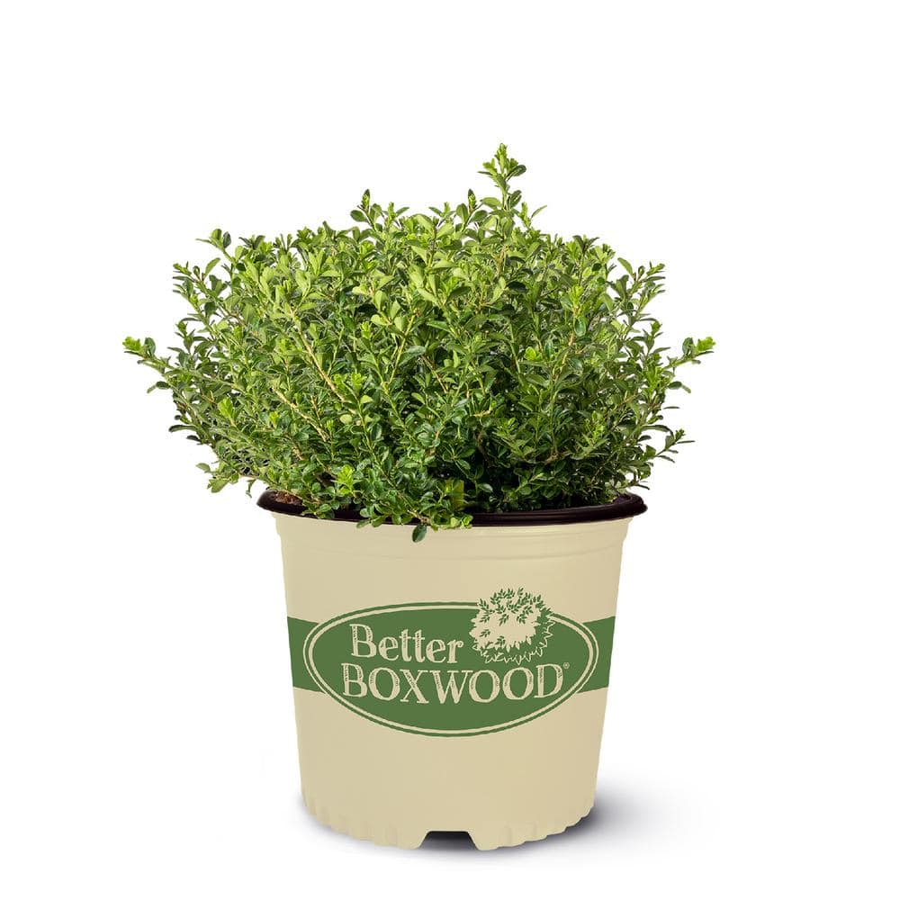 1 Gal. Renaissance Boxwood Shrub - Hercitys