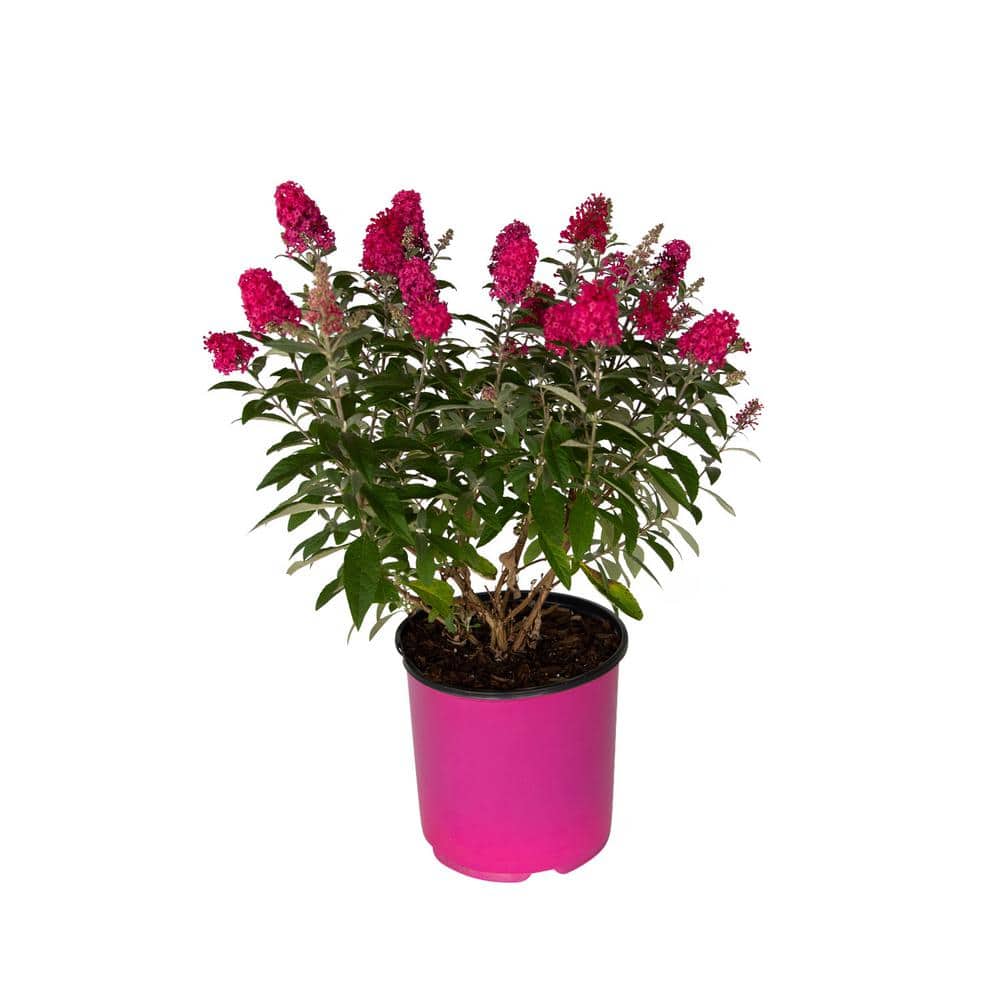 1.5 Gal. Lil’ Raspberry Butterfly Bush (Buddleia) Live Shrub Plant, Magenta Pink Flowers - Hercitys