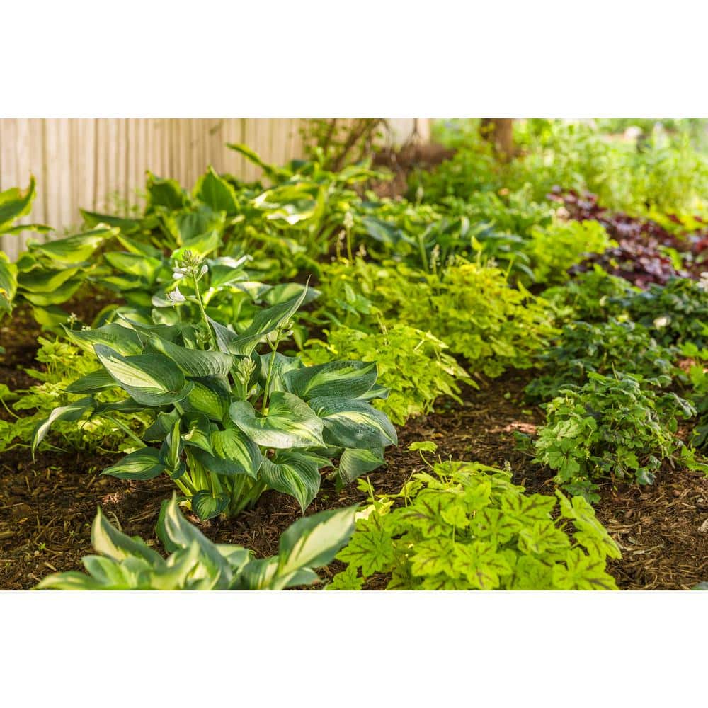 0.65 Gal. Shadowland Hudson Bay (Hosta) Live Plant, Variegated Foliage - Hercitys