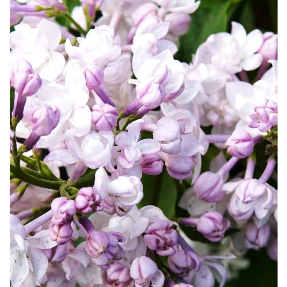 2.5 qt. Lilac Krasavitsa Moskvy Beauty of ow (Syringa) Live Shrub White to Lavender-Blush Flowers - Hercitys