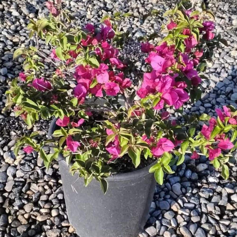 #5 Barbara Karst Bougainvillea Flowering Shrub Plant (2-pack) - Hercitys