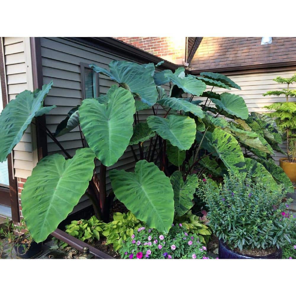 1 Gal. Royale. Heart of the Jungle Elephant’s Ear Live Annual Plant, Green Foliage (1-Pack) - Hercitys