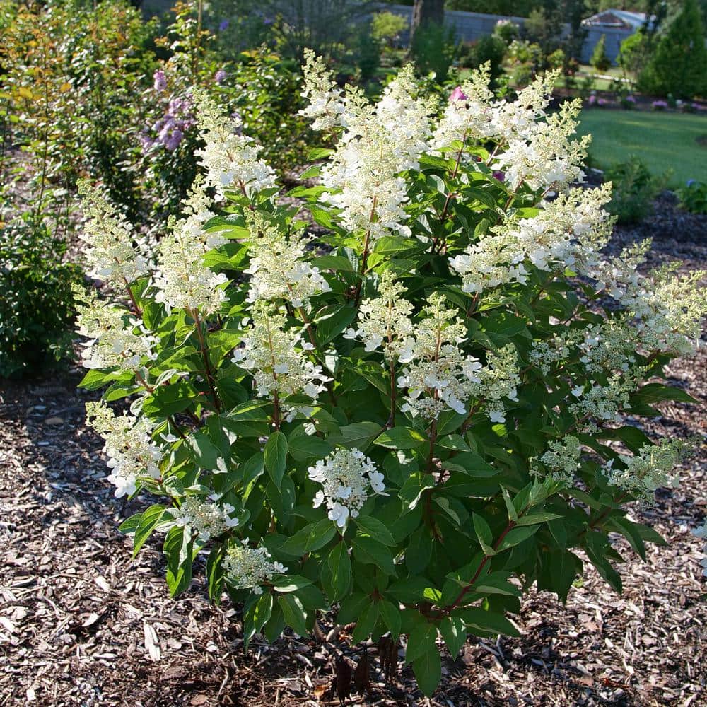 1 Gal. Pinky Winky Prime Panicle Hydrangea (Paniculata) Flowering Shrub with White/Pink Flowers - Hercitys