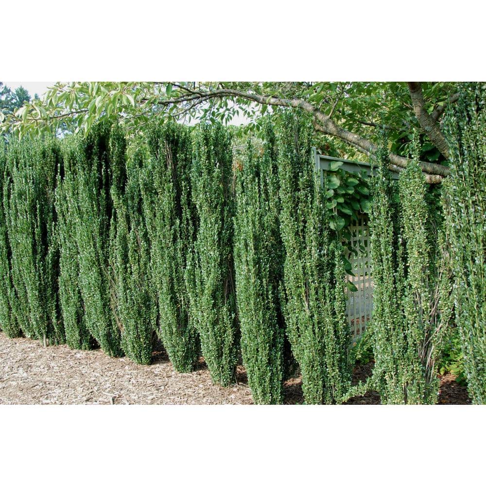 1 Gal. Sky Pencil Japanese Holly Shrub Columnar Evergreen Especially Elegant in Containers and as Hedges - Hercitys