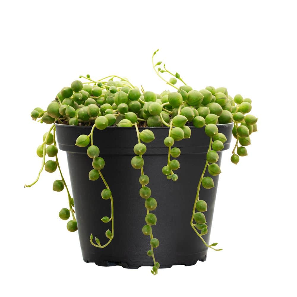 4 in. String of Pearls Senecio rowleyanus Succulent Plant in Grower Pot - Hercitys
