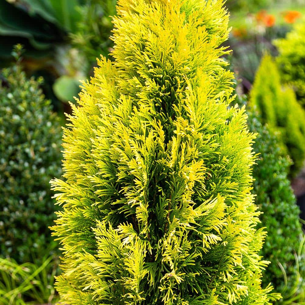 3 Gal. Forever Goldy Arborvitae, Evergreen Tree with Golden-Yellow Foliage - Hercitys