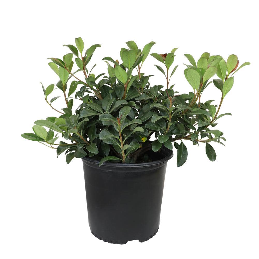 3G India Hawthorn (Rhaphiolepis Indica) Snow White - Hercitys