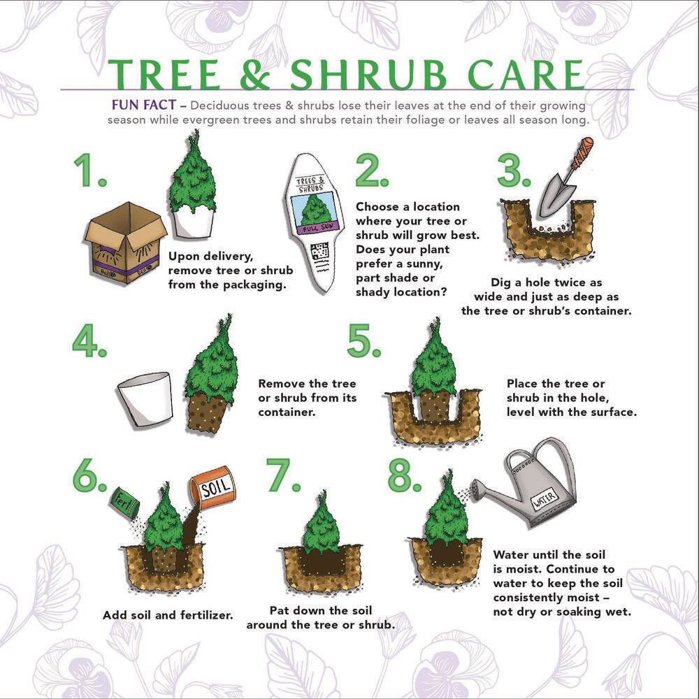 1 Gal. Chamaecyparis Gold Mop Live Evergreen Shrub - Hercitys