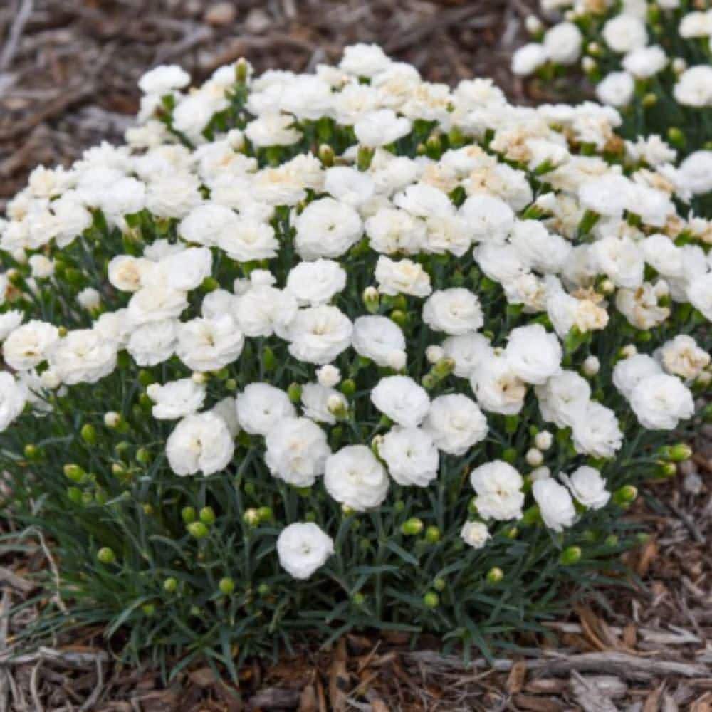 0.65 Gal. Fruit Punch Whipped Cream Pinks (Dianthus Hybrid) Live Perennial Plant with White Flowers - Hercitys