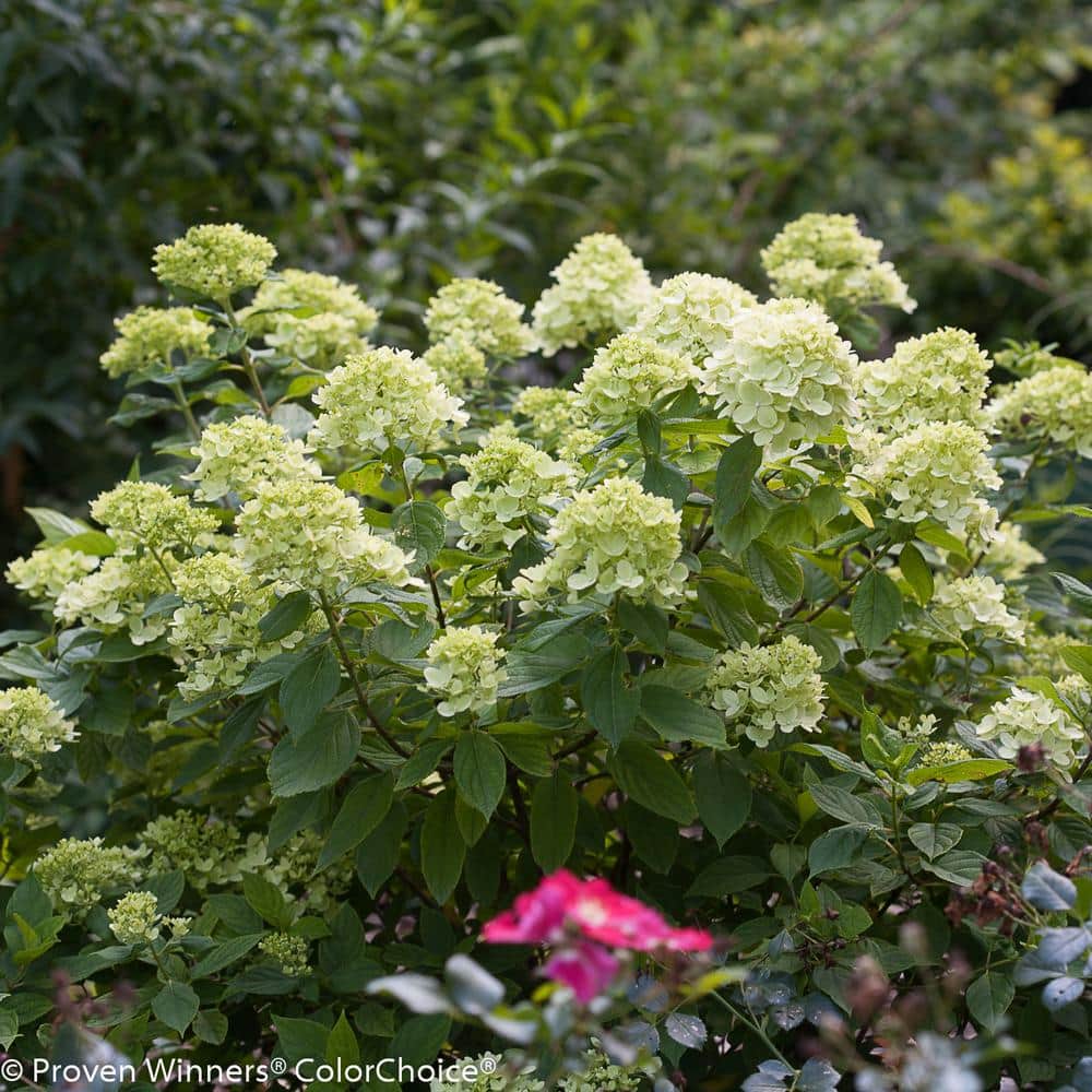 4.5 in. Qt. Little Lime Hardy Hydrangea (Paniculata) Live Shrub, Green to Pink Flowers - Hercitys