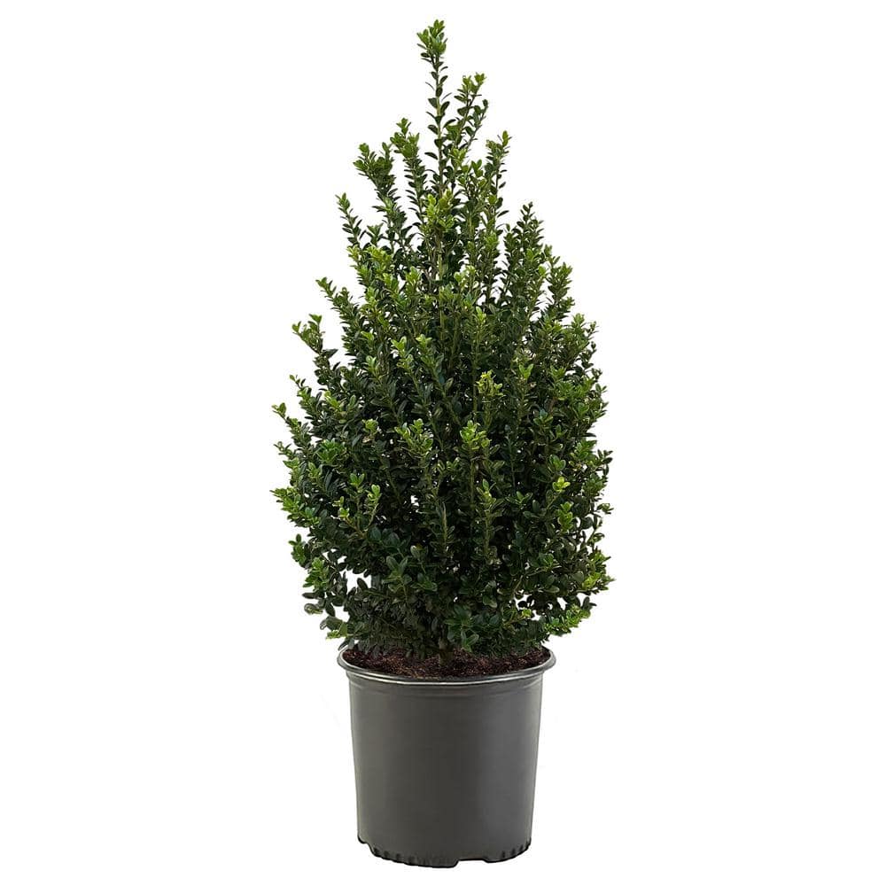 2.25 Gal. Steeds Upright Japanese Holly Plant with Dark Green Foliage - Hercitys