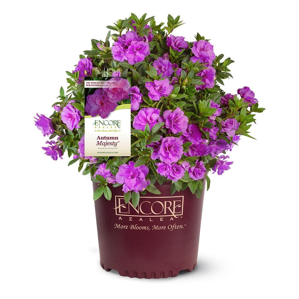 3 Gal. Autumn Majesty Encore Azalea Shrub with Purple Ruffled Reblooming Flowers - Hercitys