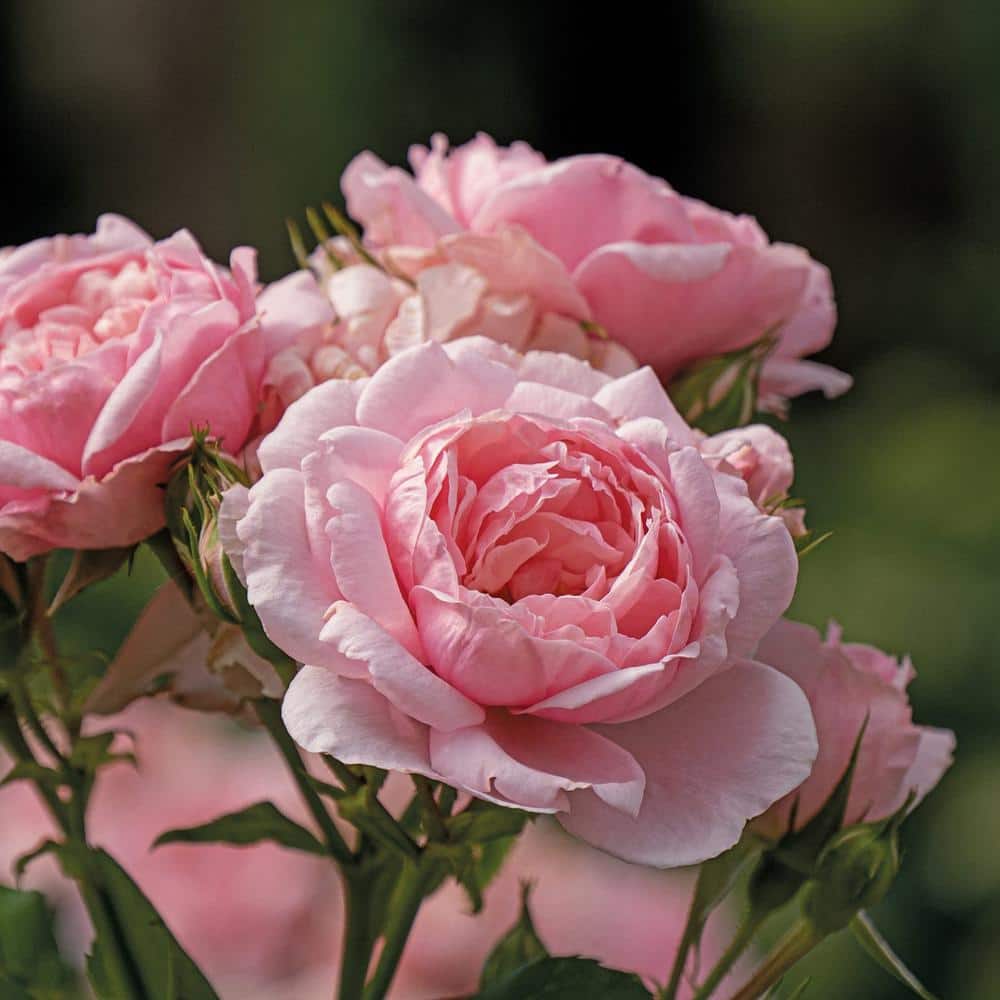 4.5 in. Qt. Reminiscent Pink Rose (Rosa x) with Pink Flowers - Hercitys