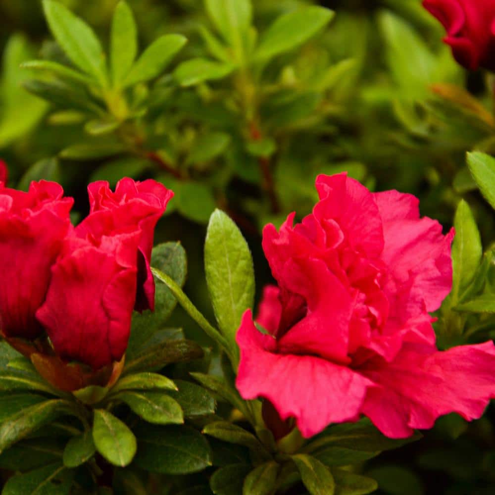 #5 Container Redbird Azalea Perennial Plant (2-Pack) - Hercitys