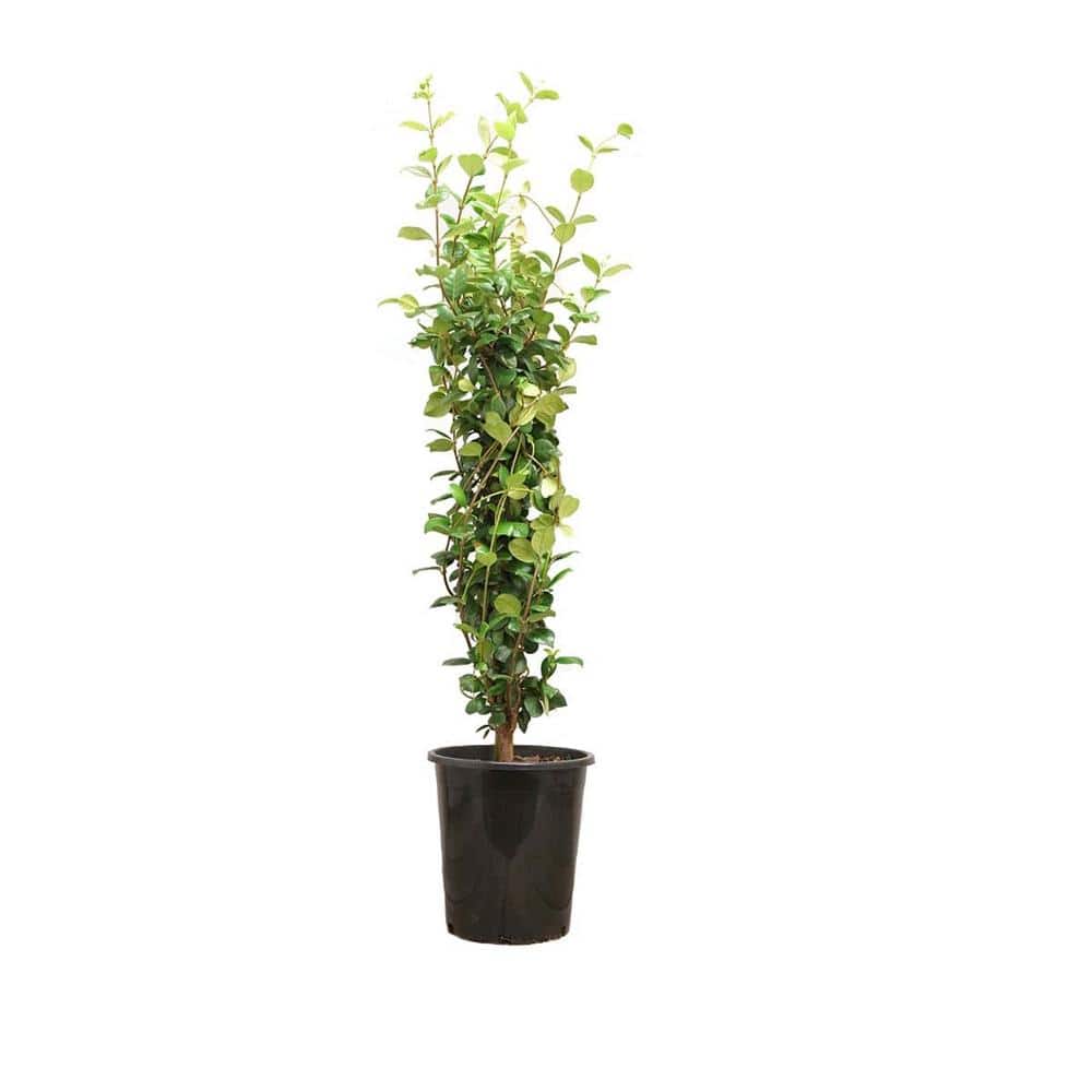 5 Gal. Staked Star Jasmine Evergreen Vine Plant - Hercitys