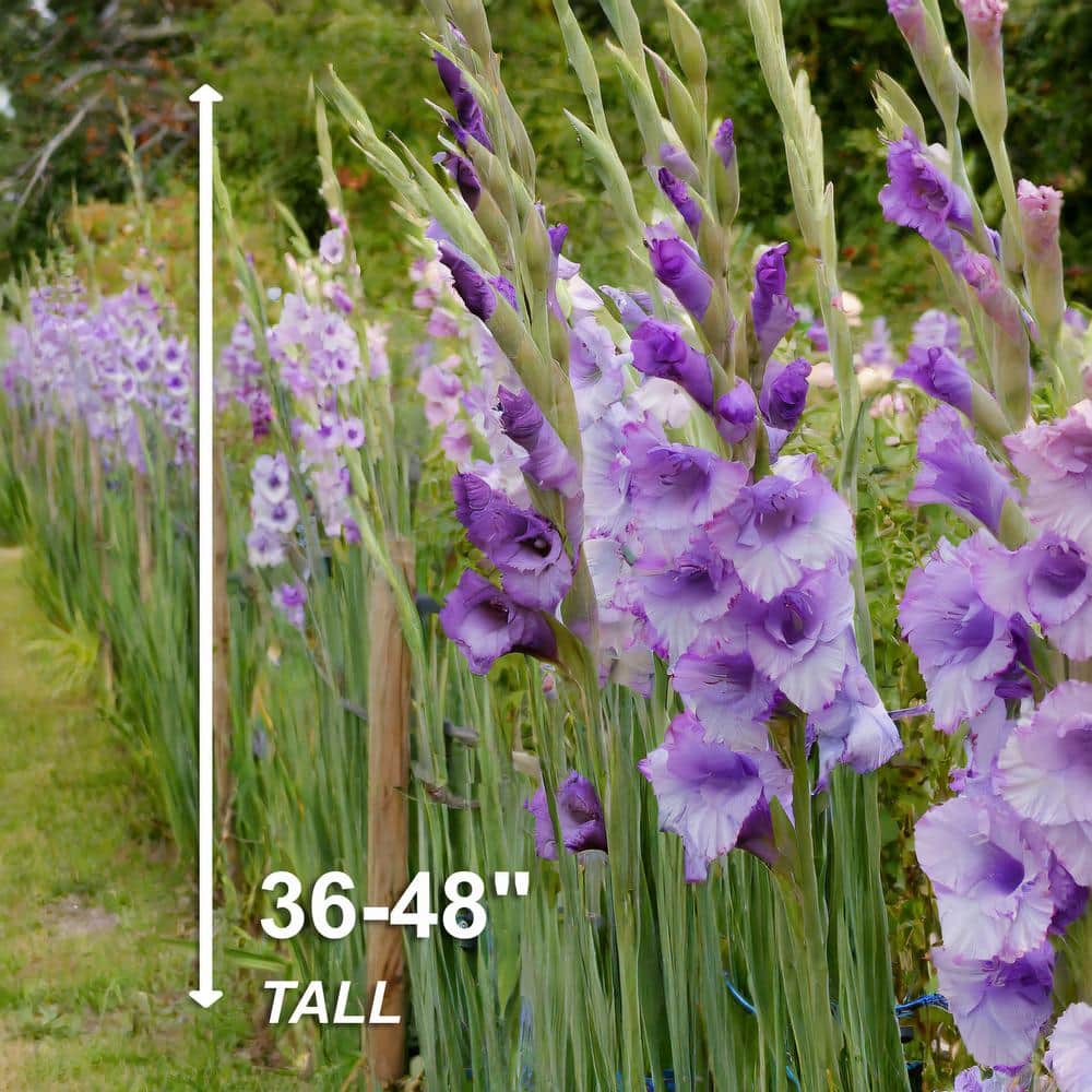 12 cm/14 cm, Purple Milka Gladiolus Flower Bulbs (Bag of 30) - Hercitys