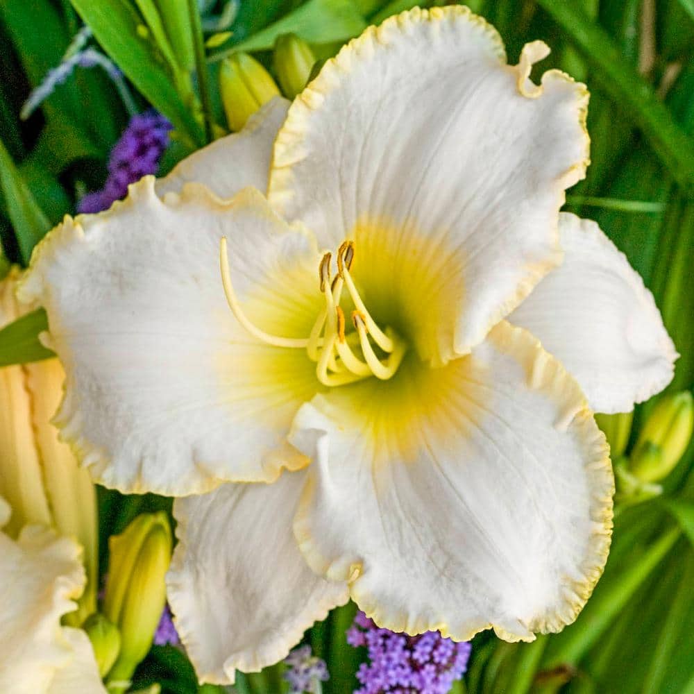1 Gal. Pot, Early Snow Reblooming Daylily Flowering Potted Perennial Plant (1-Pack) - Hercitys