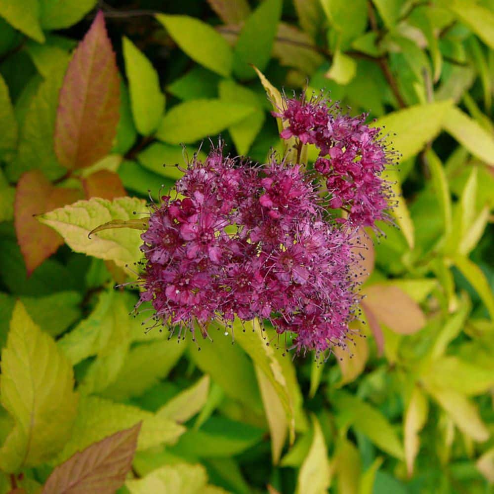2.25 Gal. Goldflame Spiraea Live Shrub with Reddish Pink Blooms - Hercitys