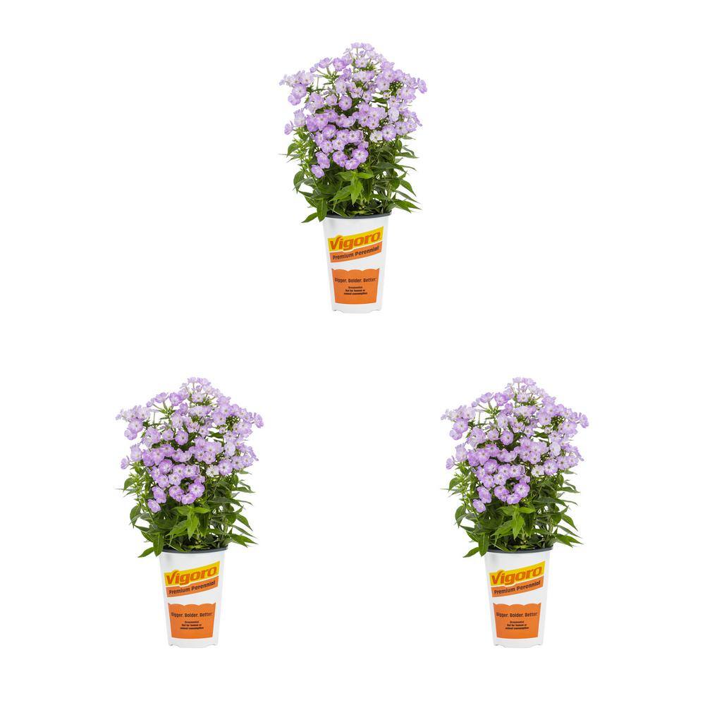 2 Qt. Phlox Paniculata ‘Flame Pro Purple’ Purple Perennial Plant (3-Pack) - Hercitys