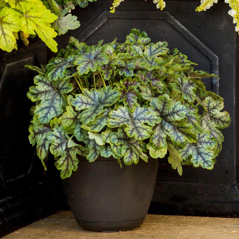 2.5 Qt. Tapestry Heucherella, Live Perennial Plant, Multi-color Foliage - Hercitys