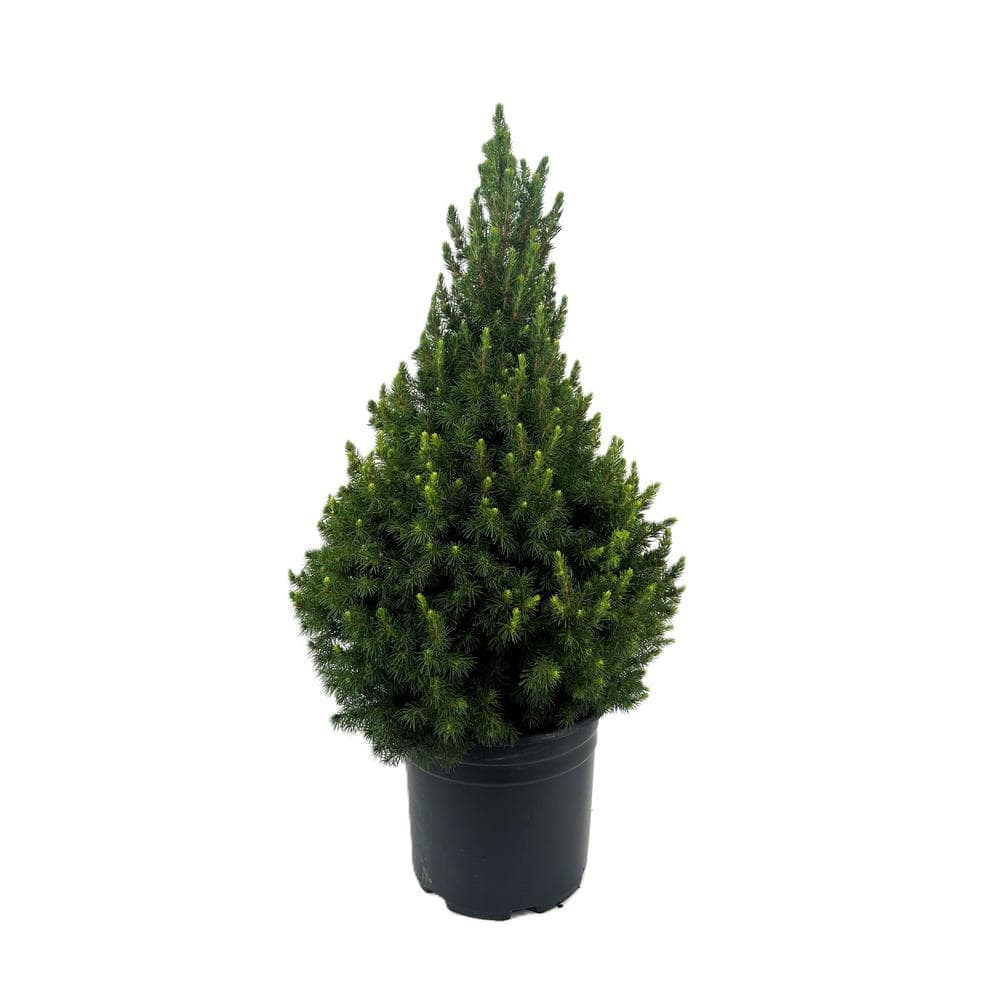 2.25 Gal. Dwarf Alberta Spruce (Picea g. ‘Conica’) Live Potted Evergreen Tree (1 each) - Hercitys