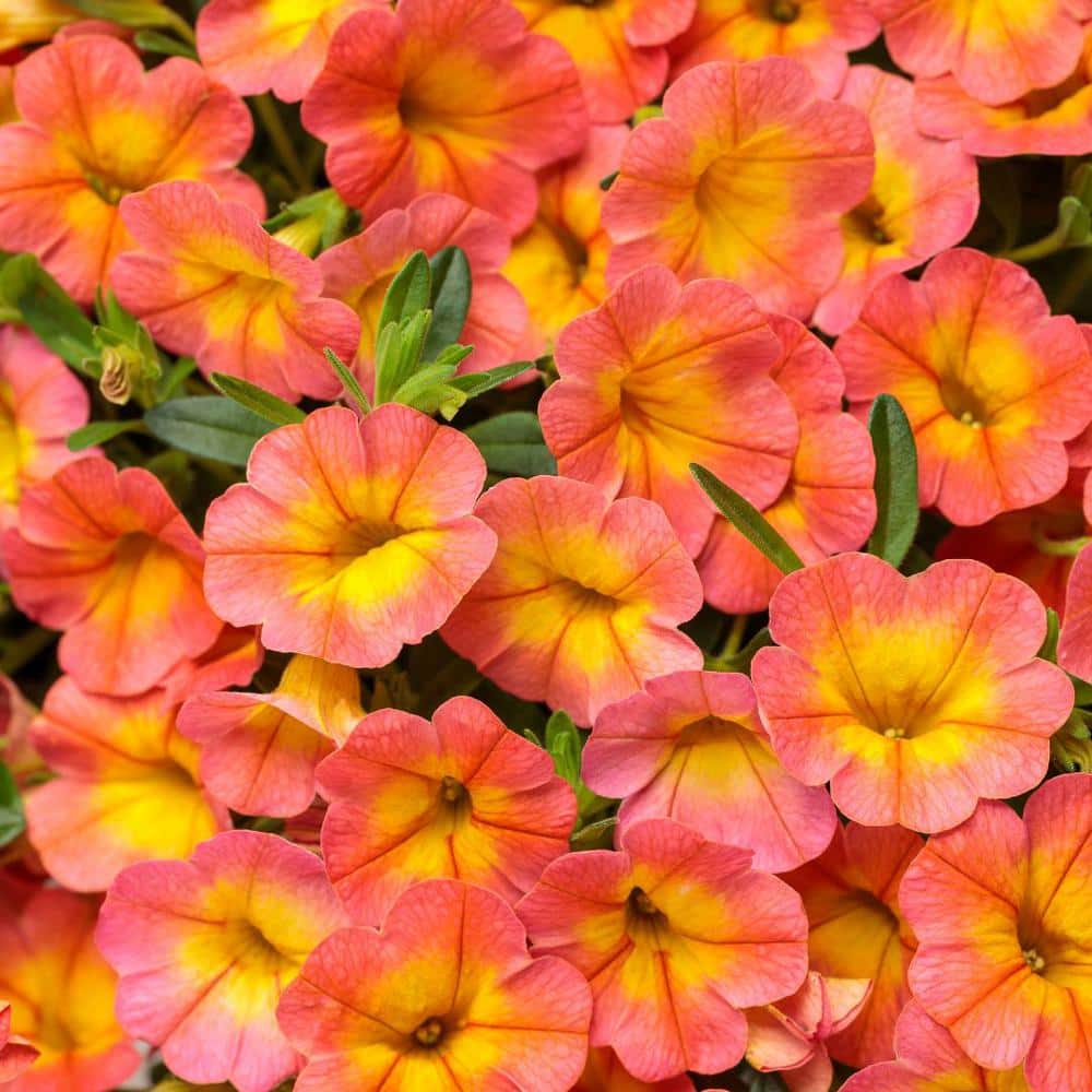 4.25 in. Eco+Grande, Superbells Coral Sun (Calibrachoa), Live Plant, Yellow and Pink Flowers (4-Pack) - Hercitys
