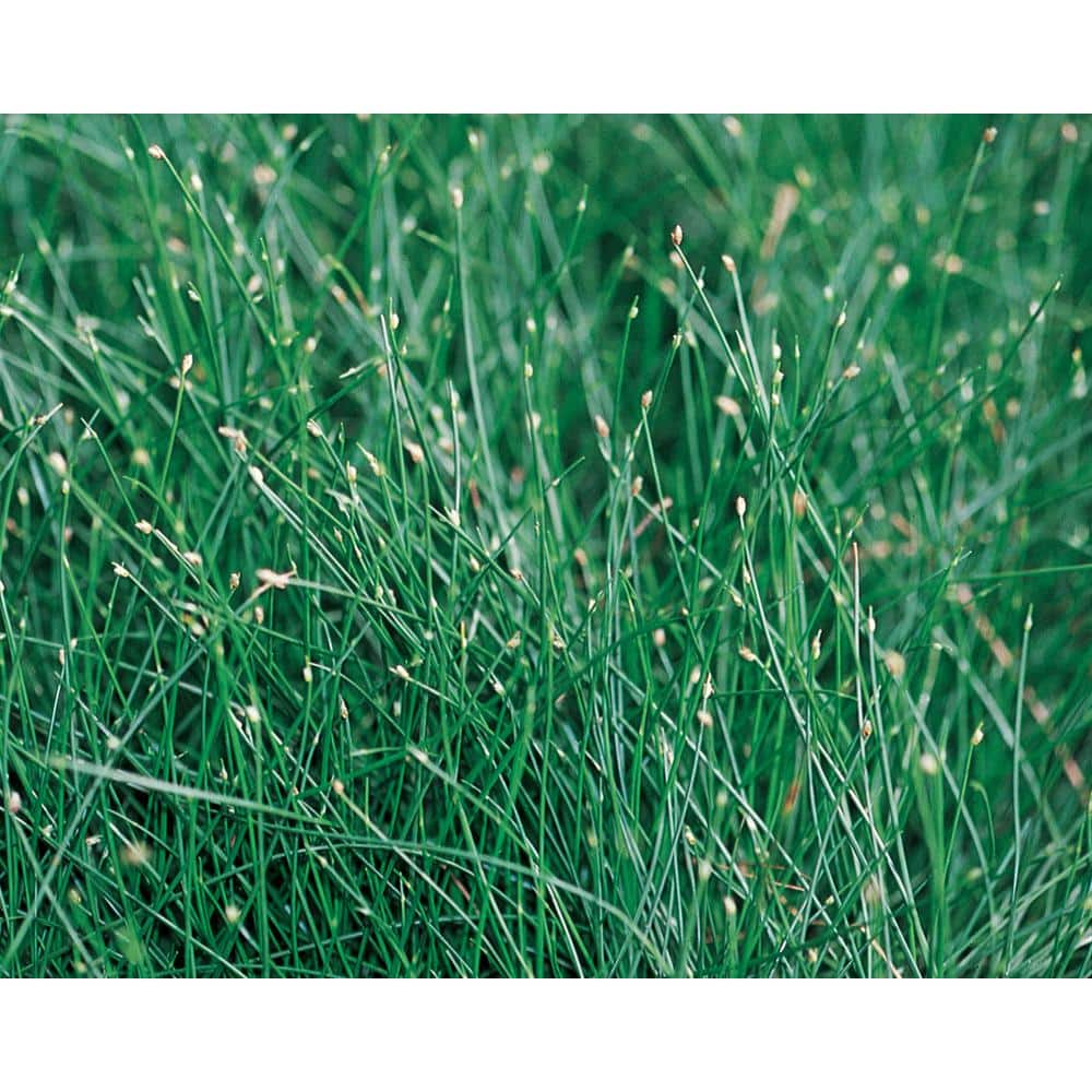 4.5 in. Qt. Graceful Grasses Fiber Optic Grass (Isolepsis) Live Plant, Green Foliage - Hercitys