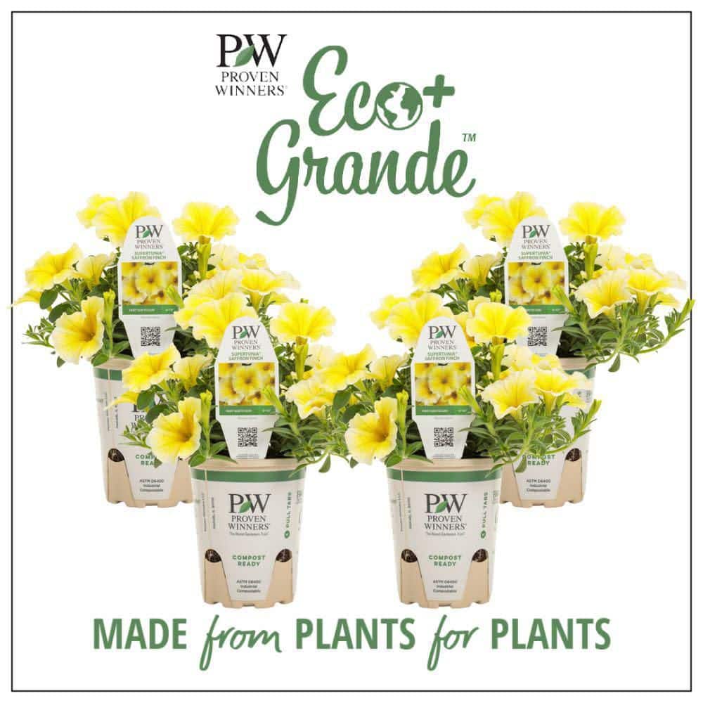 4.25 in. Eco+ Grande Supertunia Saffron Finch (Petunia Hybrid) Live Annual Plant with Yellow Flowers 4-Pack - Hercitys