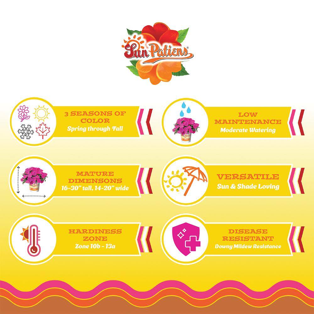 2.5 In. Compact Hot Coral SunPatiens Impatiens Outdoor Annual Plant with Coral-Pink Flowers (3-Pack) - Hercitys