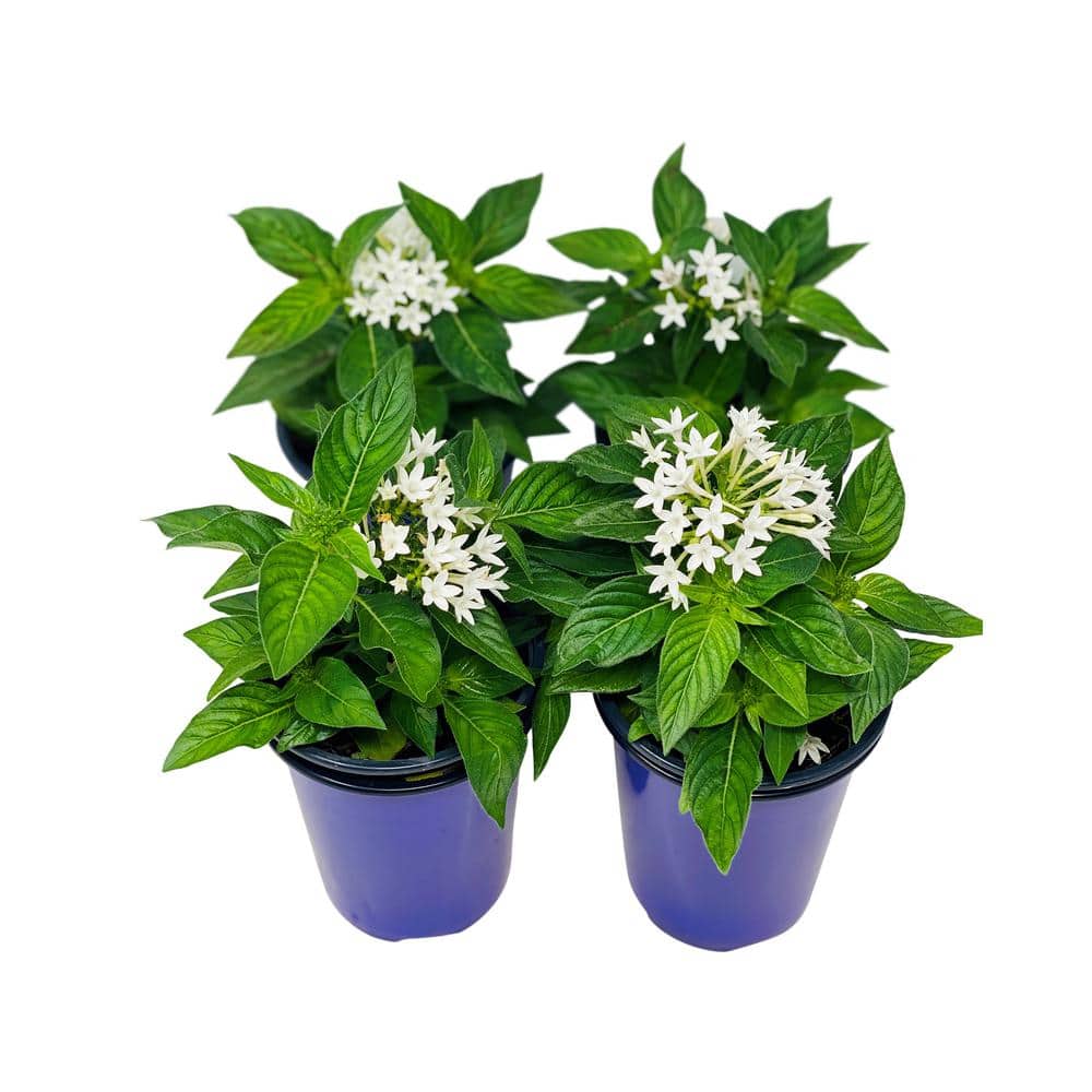 1.38 Pt. Penta Plant White Flowers in 4.5 In. Grower’s Pot (4-Plants) - Hercitys