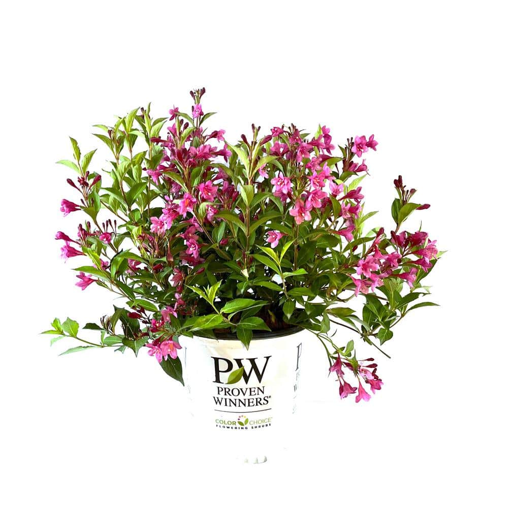 2 Gal. Sonic Bloom Pink Weigela Live Shrub with Hot Pink Reblooming Flowers - Hercitys