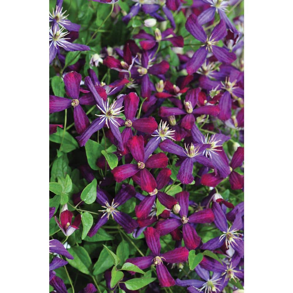 4.5 in. Qt. Sweet Summer Love (Clematis) Live Shrub, Red-Purple Flowers - Hercitys