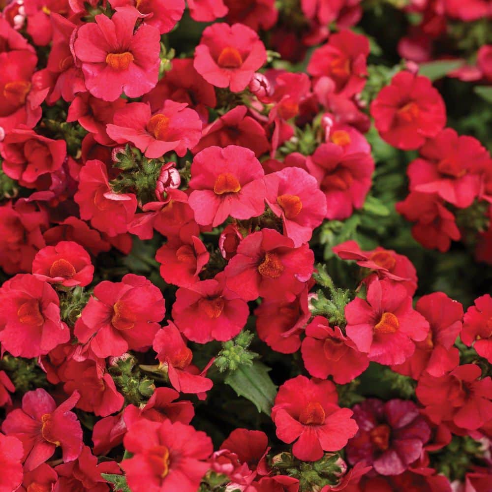 4.25 in. Eco+ Grande Sunsatia Cranberry Red Nemesia (Hybrid) Live Annual Plant with Red Flowers 4-Pack - Hercitys