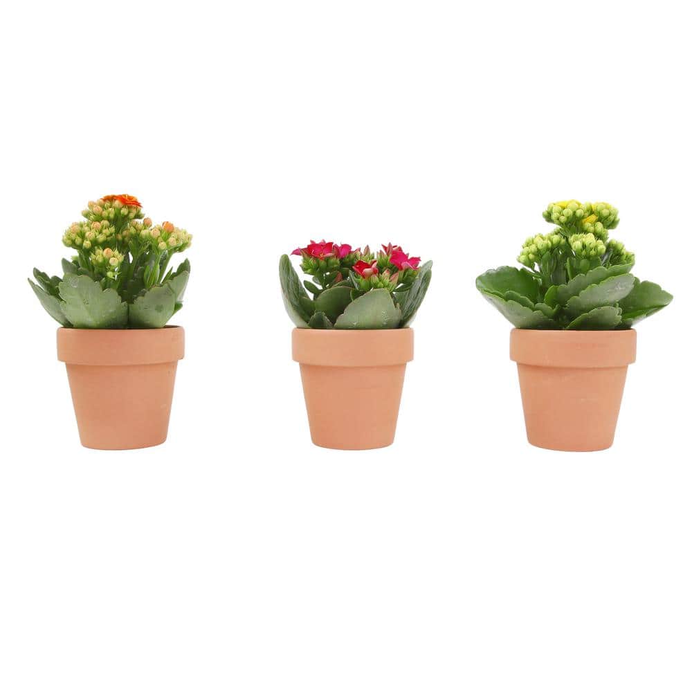 3-Pack 2.5 in. Kalanchoe Bloss Live Succulents in Assorted Colors with Terra Cotta Pots - Hercitys