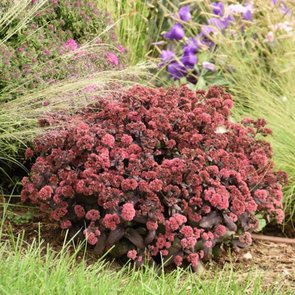 4.5 in. Qt. Rock N Grow Midnight Velvet Stonecrop (Sedum Hybrid) Live Perennial Plant with Red Flowers - Hercitys
