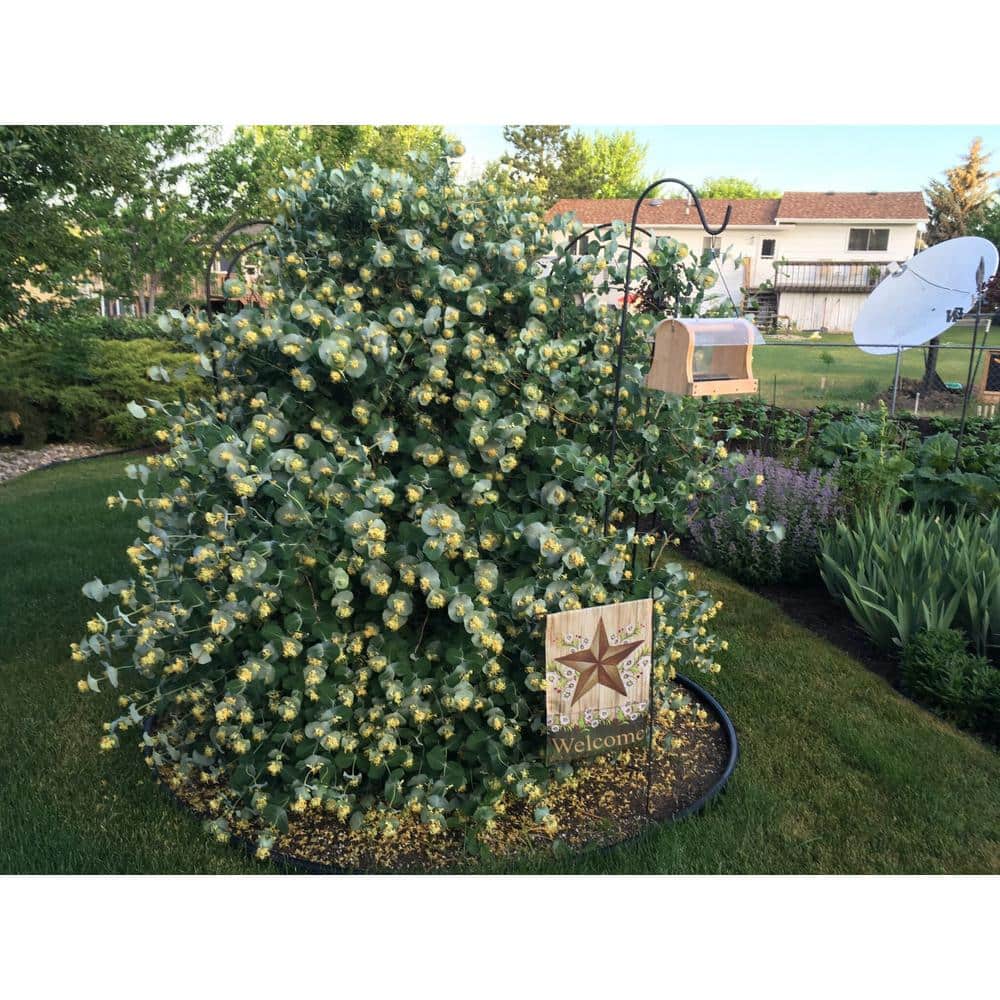1 Gal. Kintzley’s Ghost Honeysuckle (Lonicera Reticulata) Live Flowering Shrub with Yellow and White Flowers - Hercitys