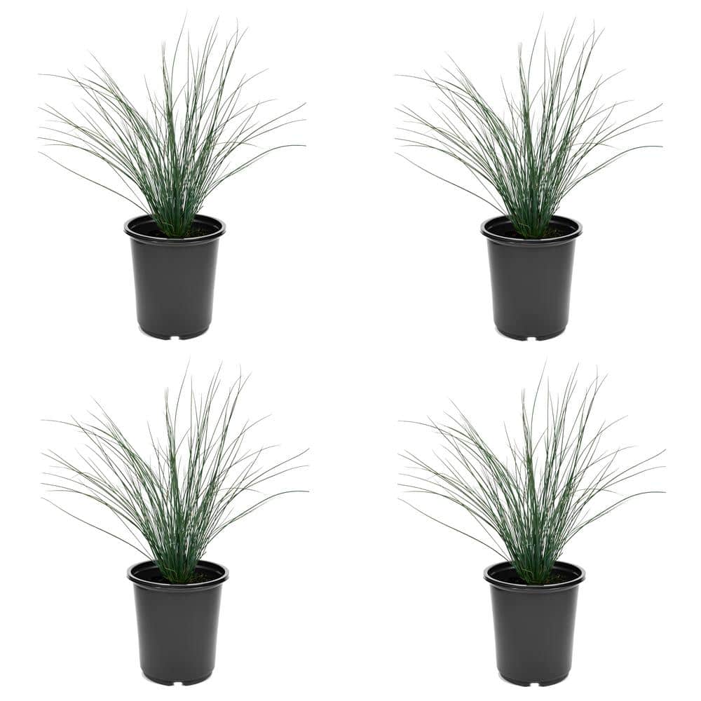 2.5 qt. Perennial Grass Juncus Inflexus Blue Dart (4-Pack) - Hercitys