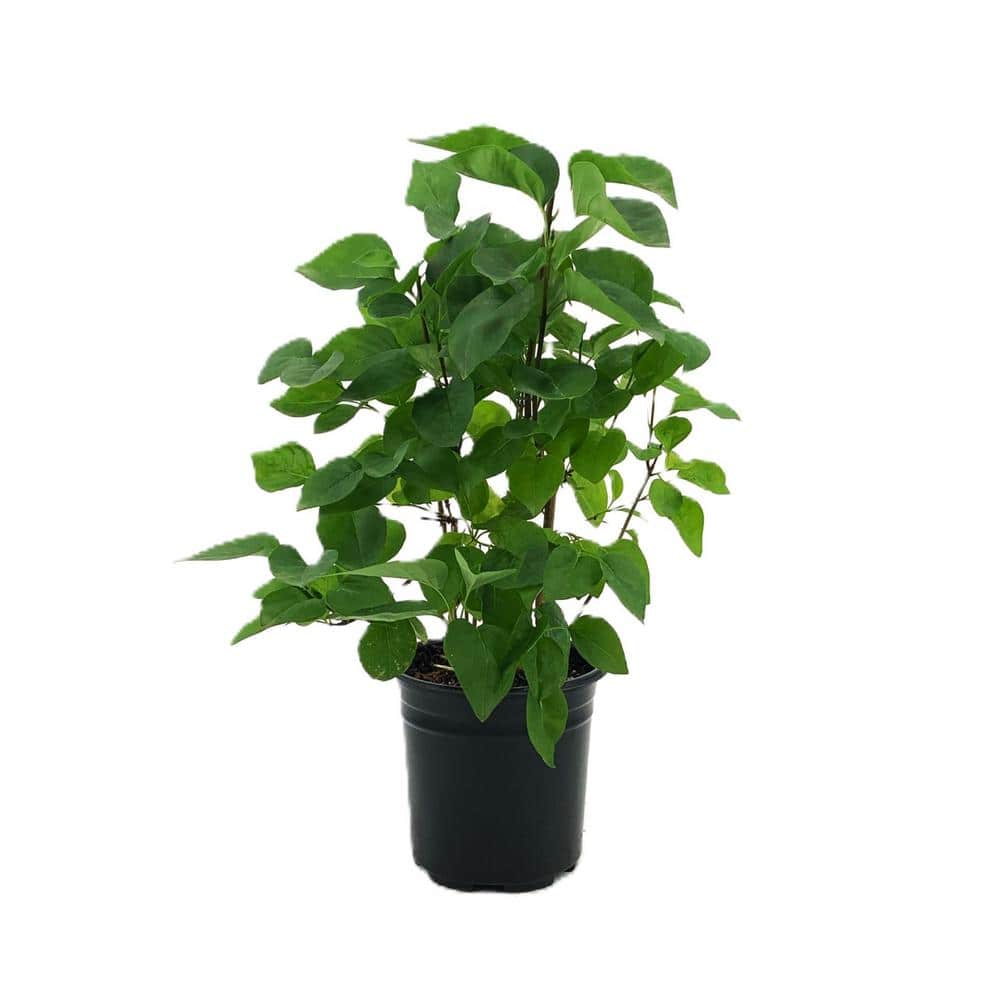 2.5 qt. Lilac Yankee Doodle (Syringa) Live Shrub, Dark Purple Fragrant Flowers - Hercitys